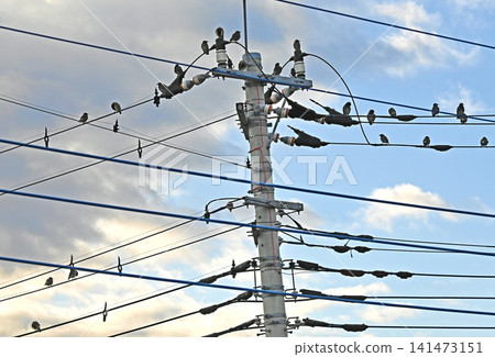 許多椋鳥聚集在電線上 許多椋鳥聚集在電線上 141473151