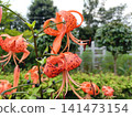 curled-up tiger lily 141473154