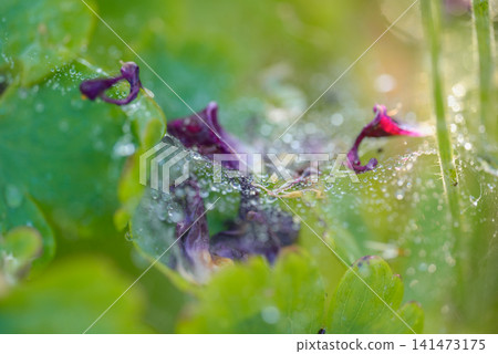 Spiderwebs covered in raindrops and dew 141473175