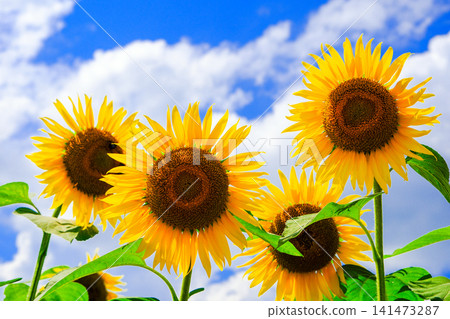 Four sunflowers Four sunflowers 141473287