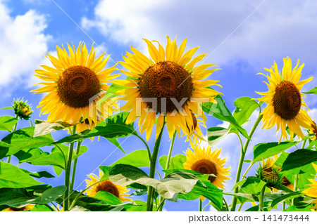 A sunflower blooming toward the sun A sunflower blooming toward the sun 141473444