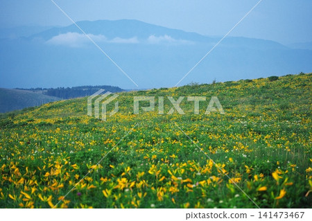 Day lily colonies on Kirigamine and Kurumayama Plateau in early summer 141473467