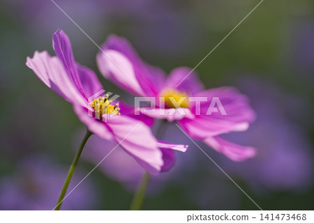Cosmos flowers are blooming in the cosmos field. This is a close-up photo of pink cosmos flowers. Cosmos flowers are blooming in the cosmos field. This is a close-up photo of pink cosmos flowers. 141473468