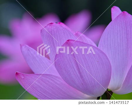 風景與蓮花 風景與蓮花 141473517