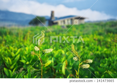 霧峰高原和車間山高原的初夏:金星山上的山間小屋,假嚏根草花盛開。 霧峰高原和車間山高原的初夏:金星山上的山間小屋,假嚏根草花盛開。 141473665