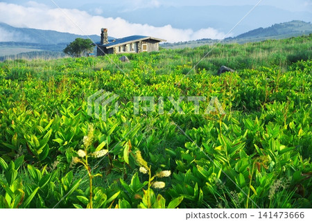 霧峰高原和車間山高原的初夏:金星山上的山間小屋,假嚏根草花盛開。 霧峰高原和車間山高原的初夏:金星山上的山間小屋,假嚏根草花盛開。 141473666