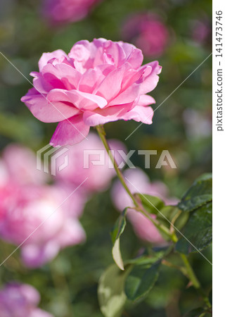Pink rose flowers are in bloom in the rose garden. The name of this rose is Queen Elizabeth. Pink rose flowers are in bloom in the rose garden. The name of this rose is Queen Elizabeth. 141473746