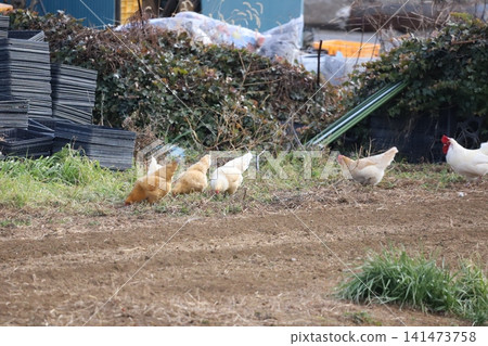Chickens foraging around the field Chickens foraging around the field 141473758