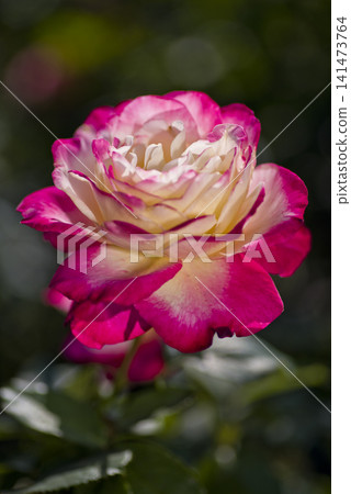 The pink and white roses in the rose garden are in full bloom. The name of this rose is Double Delight. The pink and white roses in the rose garden are in full bloom. The name of this rose is Double Delight. 141473764