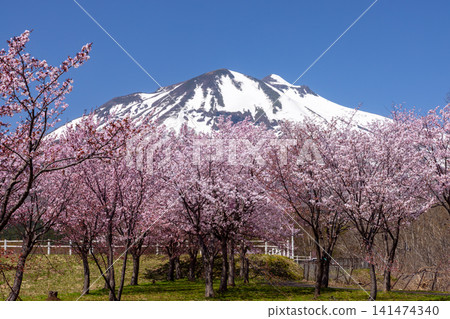 A row of cherry trees in Iwakiyama Comprehensive Park, facing the Oyamazakura Necklace Road in Hyakusawa Susono, Hirosaki City, Aomori Prefecture, and the snow-capped Mt. Iwaki. A row of cherry trees in Iwakiyama Comprehensive Park, facing the Oyamazakura Necklace Road in Hyakusawa Susono, Hirosaki City, Aomori Prefecture, and the snow-capped Mt. Iwaki. 141474340