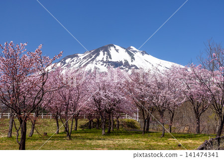 A row of cherry trees in Iwakiyama Comprehensive Park, facing the Oyamazakura Necklace Road in Hyakusawa Susono, Hirosaki City, Aomori Prefecture, and the snow-capped Mt. Iwaki. A row of cherry trees in Iwakiyama Comprehensive Park, facing the Oyamazakura Necklace Road in Hyakusawa Susono, Hirosaki City, Aomori Prefecture, and the snow-capped Mt. Iwaki. 141474341