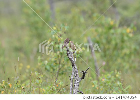 Stonechat raising its young Stonechat raising its young 141474354