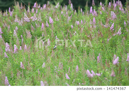 A stonechat perched on a Spiraea japonica plant. A stonechat perched on a Spiraea japonica plant. 141474367