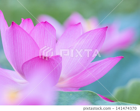 Shining lotus petals Shining lotus petals 141474370