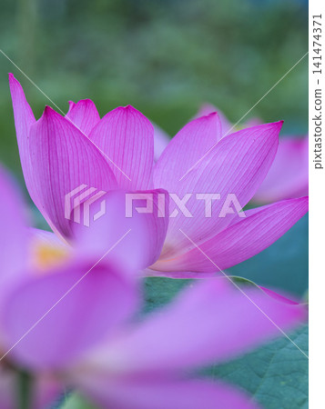 風景與蓮花 風景與蓮花 141474371