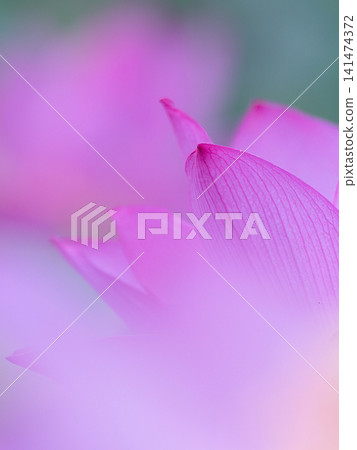 蓮花瓣 蓮花瓣 141474372