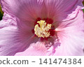 Hibiscus flowers in full bloom 141474384
