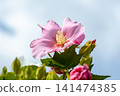 Hibiscus flowers in full bloom 141474385