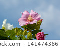 Hibiscus flowers in full bloom 141474386