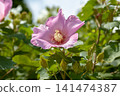 Hibiscus flowers in full bloom 141474387