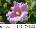 Hibiscus flowers in full bloom 141474388