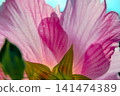 Hibiscus flowers in full bloom 141474389