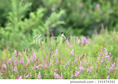 一隻石䳭棲息在繡線菊上。 一隻石䳭棲息在繡線菊上。 141474392