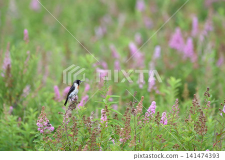 一隻石䳭棲息在繡線菊上。 一隻石䳭棲息在繡線菊上。 141474393