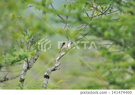 Stonechats in Senjogahara Stonechats in Senjogahara 141474400