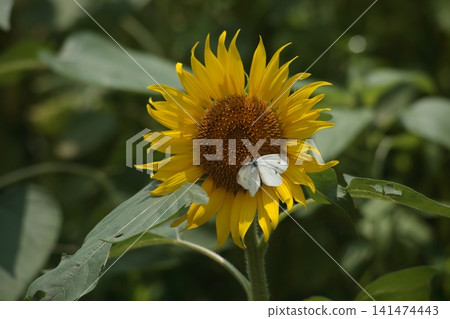 A close-up photo of a summer cabbage white butterfly and a yellow sunflower. A close-up photo of a summer cabbage white butterfly and a yellow sunflower. 141474443