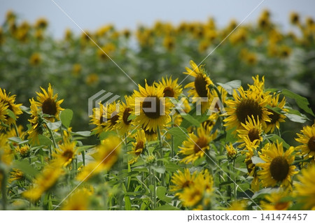開花往太陽的向日葵 開花往太陽的向日葵 141474457