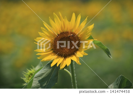 Sunflower blooming towards the sun Sunflower blooming towards the sun 141474458