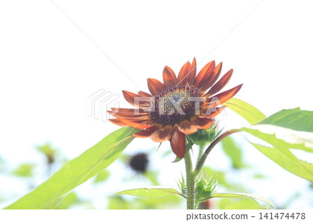 紅色向日葵 紅色向日葵 141474478