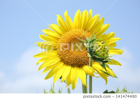 開花往太陽的向日葵 開花往太陽的向日葵 141474480