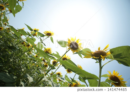 A sunflower blooming towards the sky A sunflower blooming towards the sky 141474485