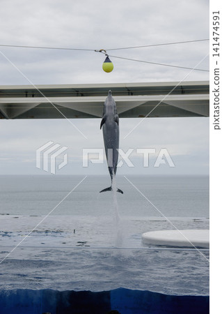 Dolphins to jump Dolphins to jump 141474591