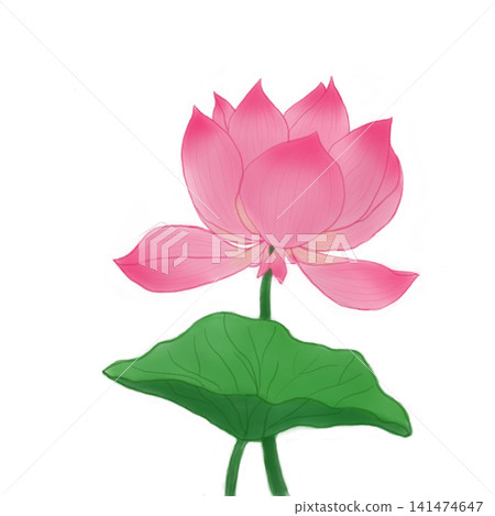 Hand drawn pink lotus flower with green leaf illustration isolated on white background Hand drawn pink lotus flower with green leaf illustration isolated on white background 141474647