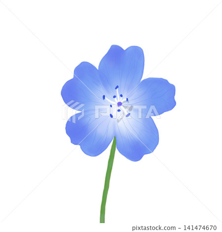 Hand drawn blue nemophila flower illustration isolated on white background Hand drawn blue nemophila flower illustration isolated on white background 141474670