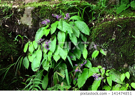 Rock tobacco flower Rock tobacco flower 141474851