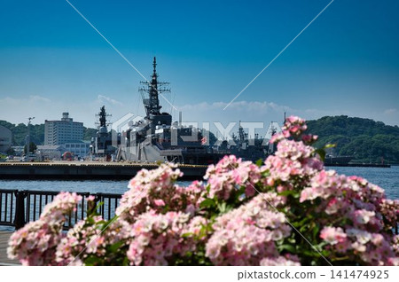 橫須賀港和玫瑰 橫須賀港和玫瑰 141474925