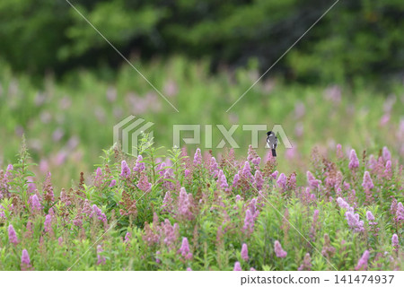 一隻石䳭棲息在繡線菊上。 一隻石䳭棲息在繡線菊上。 141474937