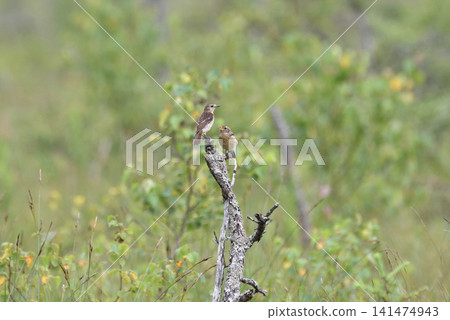 A stonechat teases its young bird that is begging for food. A stonechat teases its young bird that is begging for food. 141474943