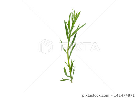 Fresh tarragon stands tall, showcasing its vibrant green leaves, PNG Fresh tarragon stands tall, showcasing its vibrant green leaves, PNG 141474971