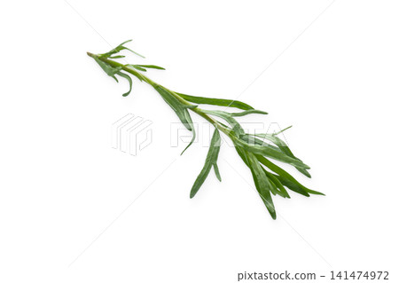 Vibrant tarragon sprig highlights its lush green leaves in close-up view, PNG Vibrant tarragon sprig highlights its lush green leaves in close-up view, PNG 141474972