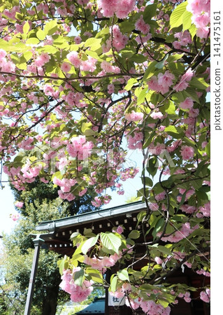 Yae Sakura in full bloom Spring Sakura Sakura Yae Sakura in full bloom Spring Sakura Sakura 141475161