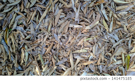 Dry Durian Leaves Pile Texture on Ground Surface Dry Durian Leaves Pile Texture on Ground Surface 141475185
