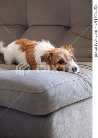 Jack Russell Terrier dog resting on cozy sofa. Small pet lying comfortably on couch at home. Jack Russell Terrier dog resting on cozy sofa. Small pet lying comfortably on couch at home. 141475308