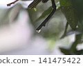 Drops of autumn rain remain on the tips of mandarin orange branches. 141475422