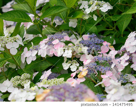 A seasonal poem woven with soft colors A seasonal poem woven with soft colors 141475495