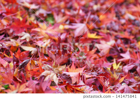 Kyoto, Hogon-in Temple, Shishiku Garden: Beautiful autumn foliage and fallen maple leaves (Ukyo-ku, Kyoto City, Kyoto Prefecture) 141475841